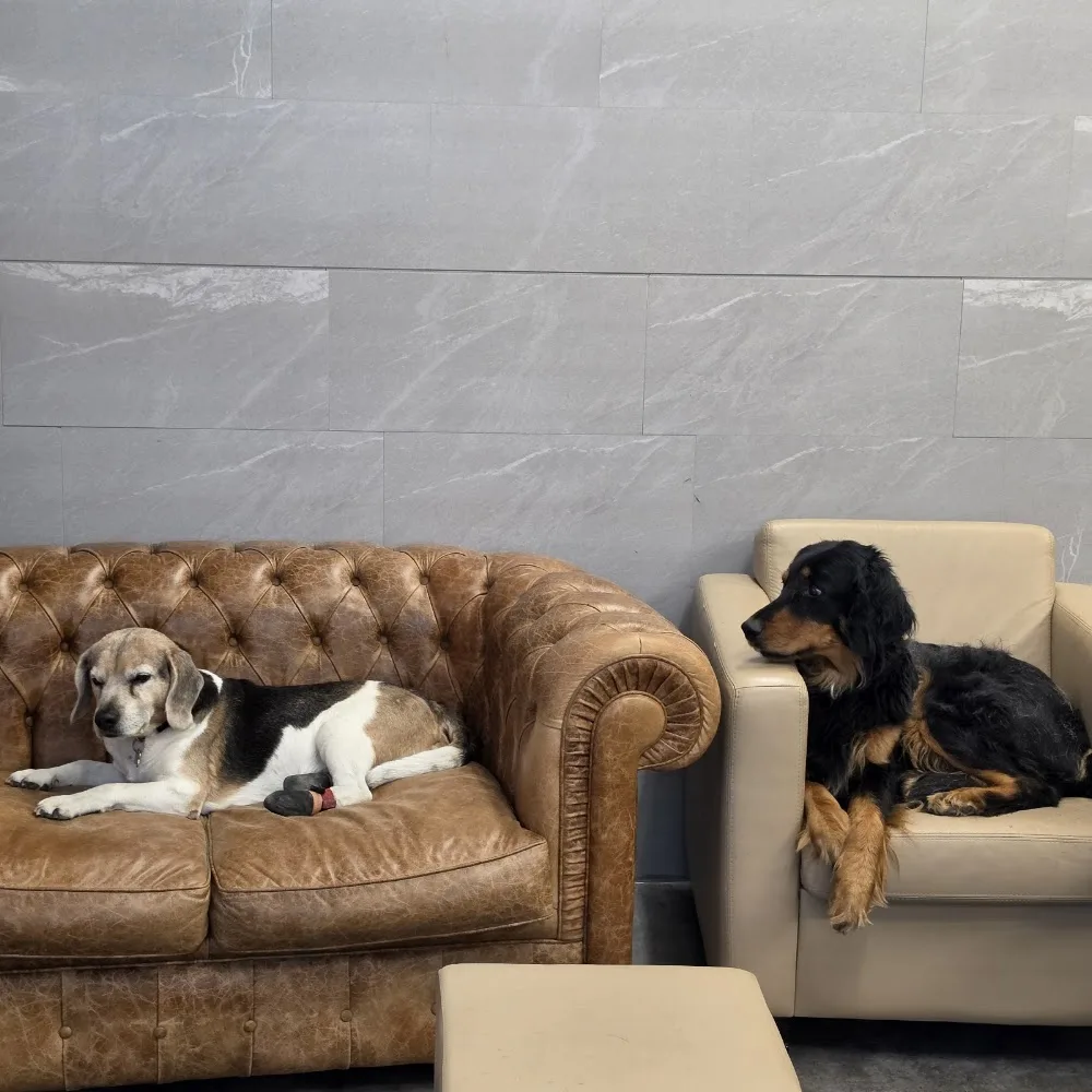 Chesa Canis Heilbronn's Hunde Hotel - Graubünden pet otel