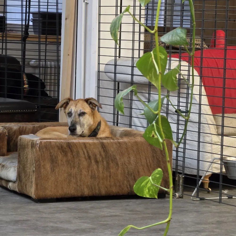 Chesa Canis Heilbronn's Hunde Hotel - Graubünden pet otel görseli 3