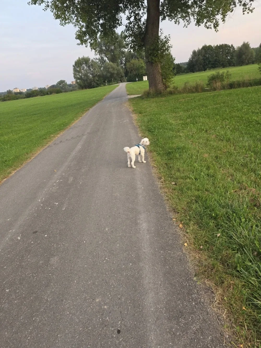 Dogsitting Nadine - Graubünden pet otel