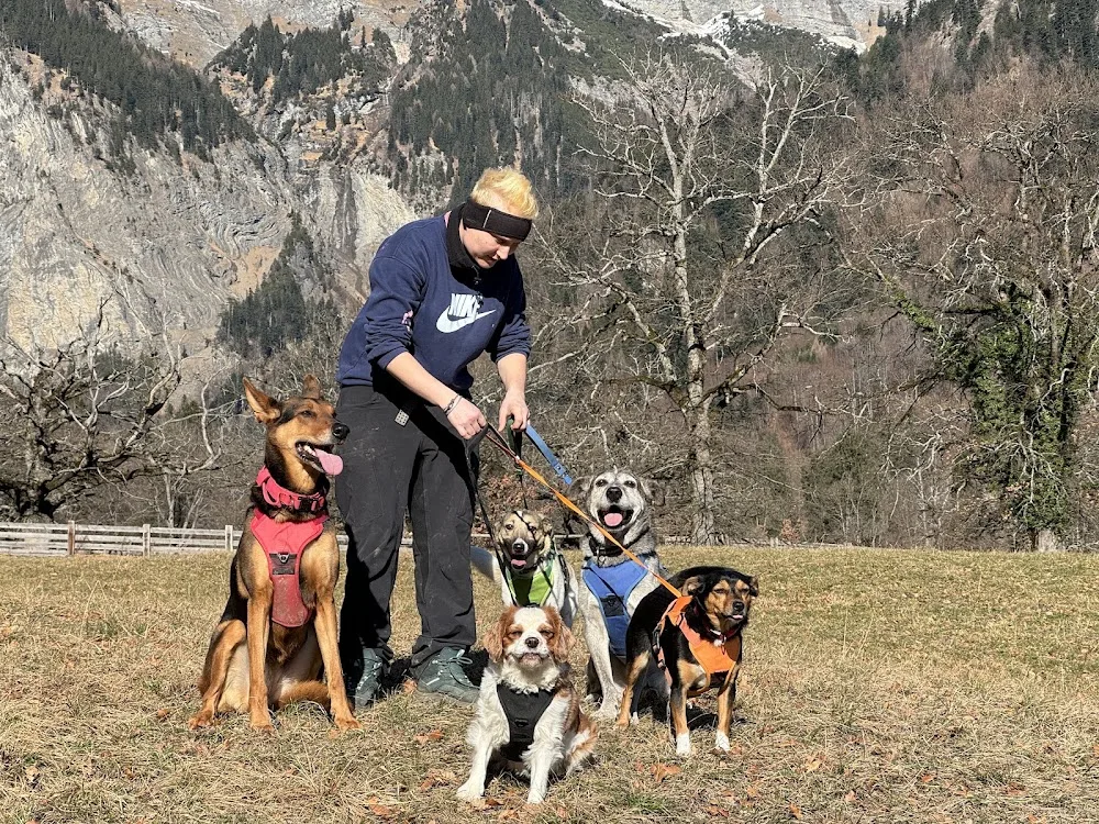 Ge's Dog Inn GmbH - Graubünden pet otel görseli 3