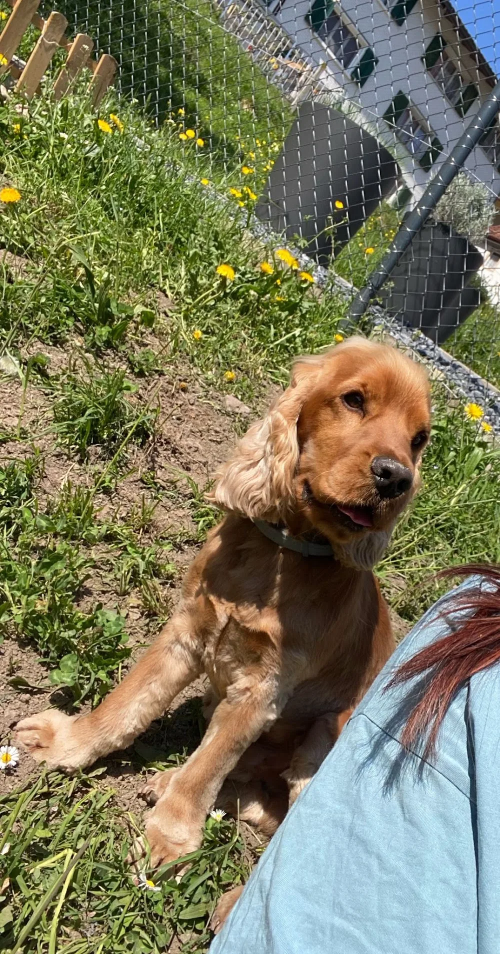 Hundebetreuung Aniko - Graubünden pet otel
