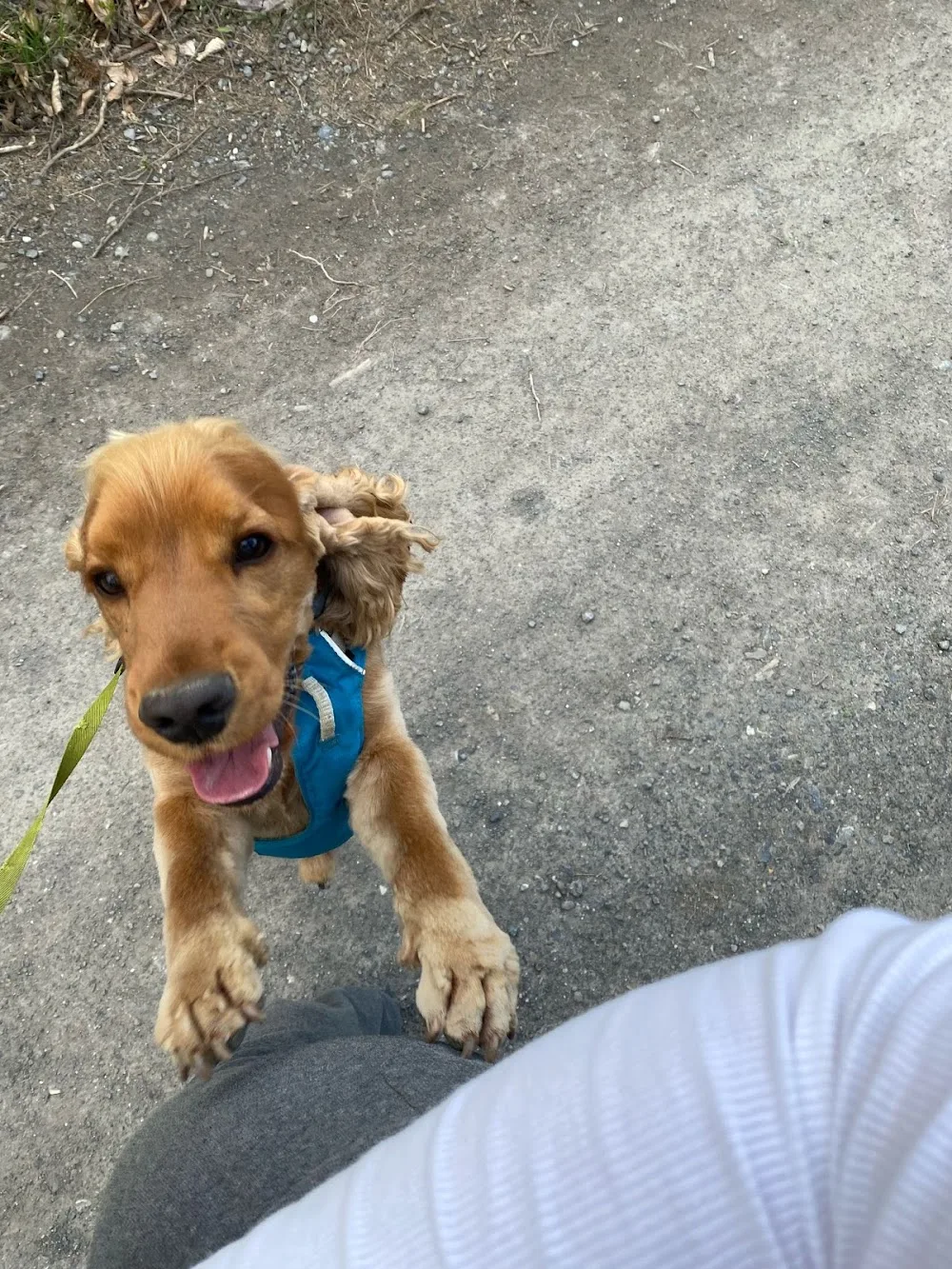Hundebetreuung Aniko - Graubünden pet otel görseli 3