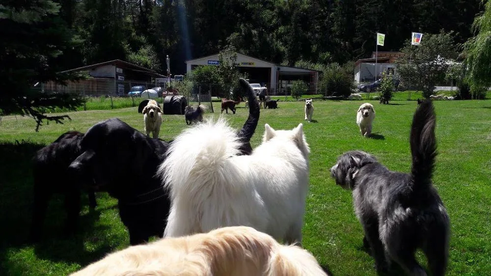 Tierhotel Ramosch - Graubünden pet otel görseli 3