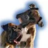 Tierpension Sassal GmbH - Graubünden pet otel görseli 4