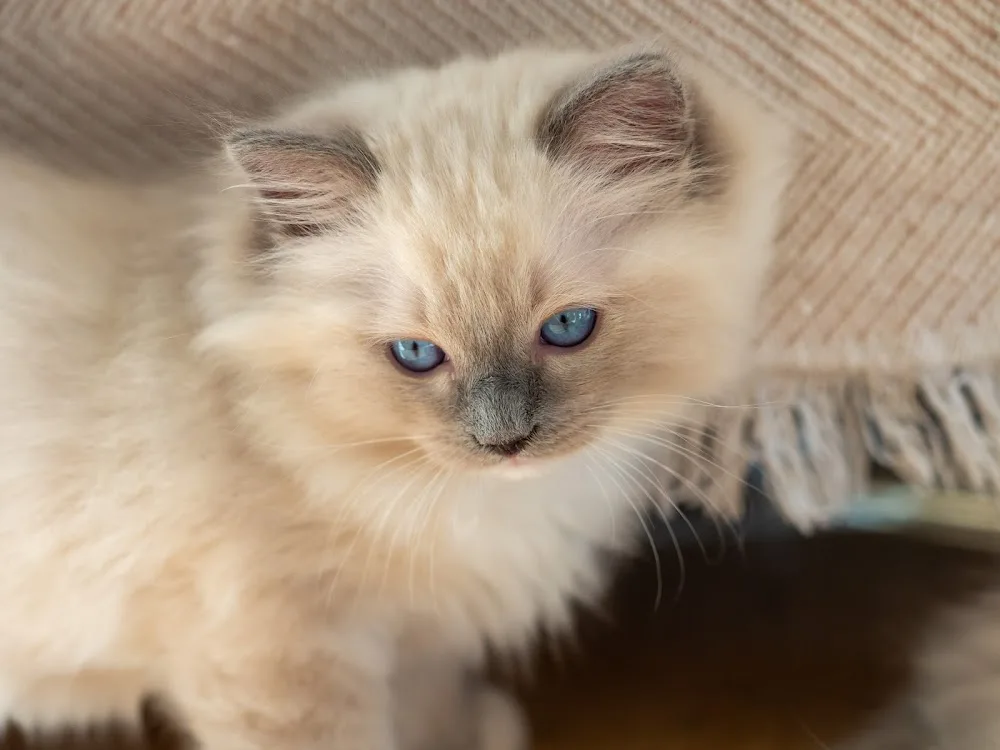 Benda’s Ragdoll Cattery - Graz pet otel görseli 2
