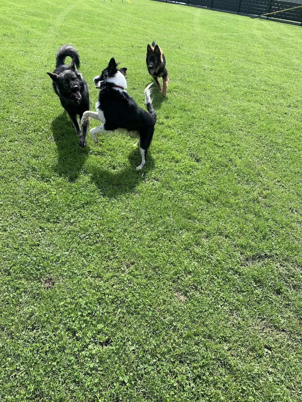 Hundepension Paradies für Hunde - Graz pet otel