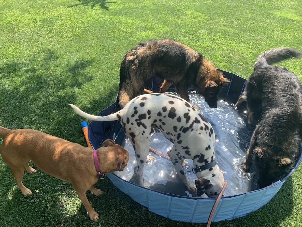 Hundepension Paradies für Hunde - Graz pet otel görseli 7