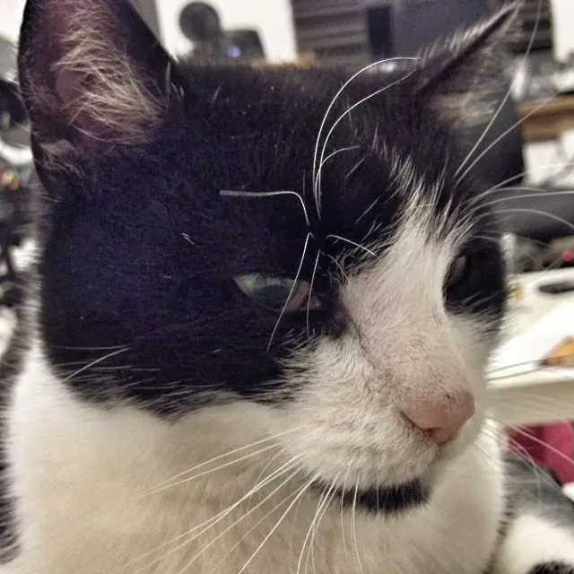 KATZ IM GLÜCK - Verhaltensberatung und Urlaubsbetreuung für Katzen - Graz pet otel görseli 4