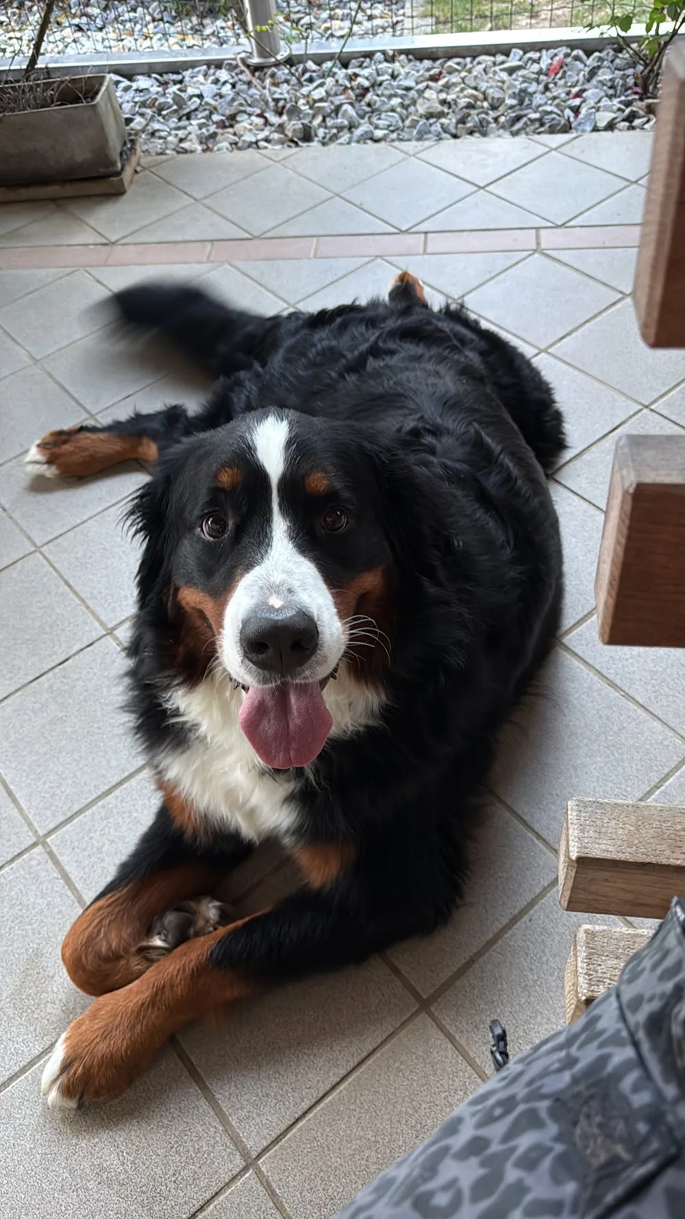 Rudelzeit Hundebetreuung Passath - Graz pet otel görseli 3