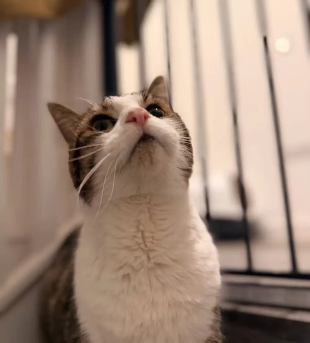 Happy Days cattery - Great Bromley pet otel