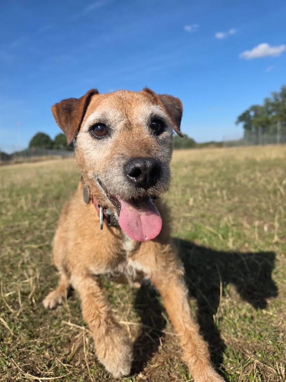 Little Horkesley Boarding Kennels - Great Bromley pet otel