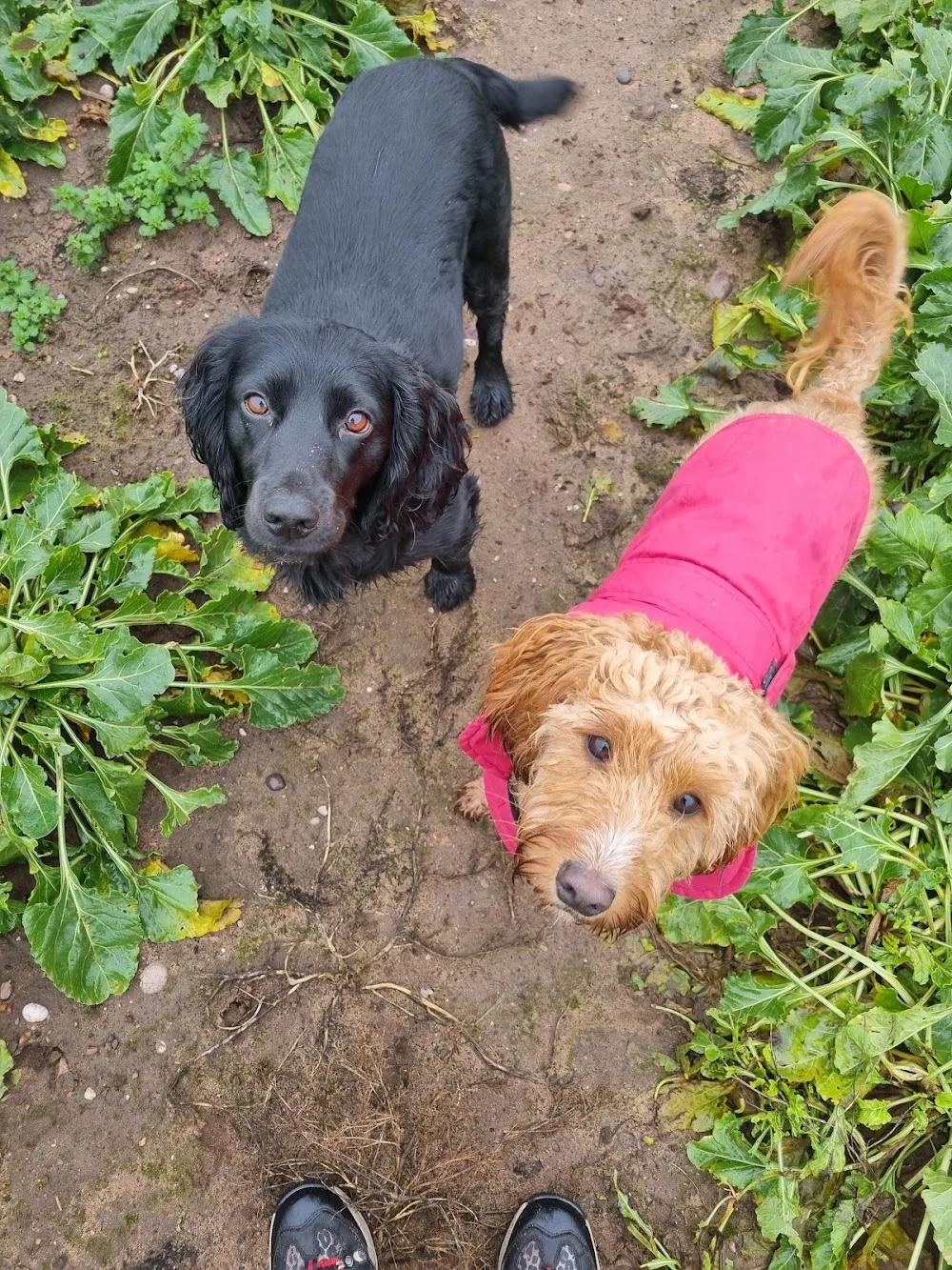 Little Paws Retreat - Great Bromley pet otel