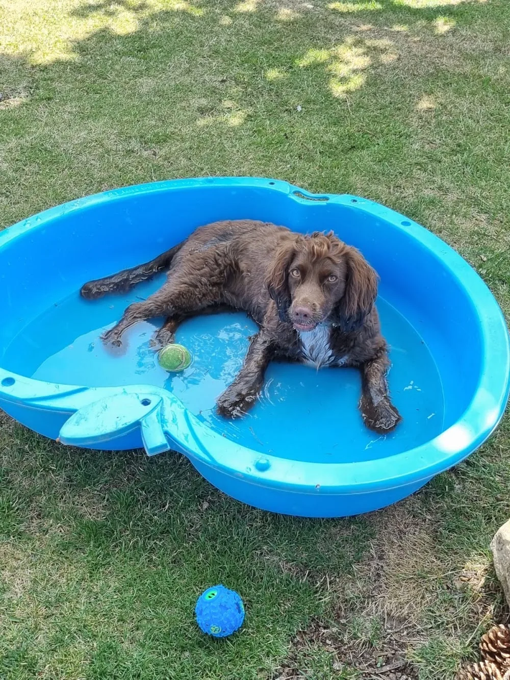 Little Paws Retreat - Great Bromley pet otel görseli 3