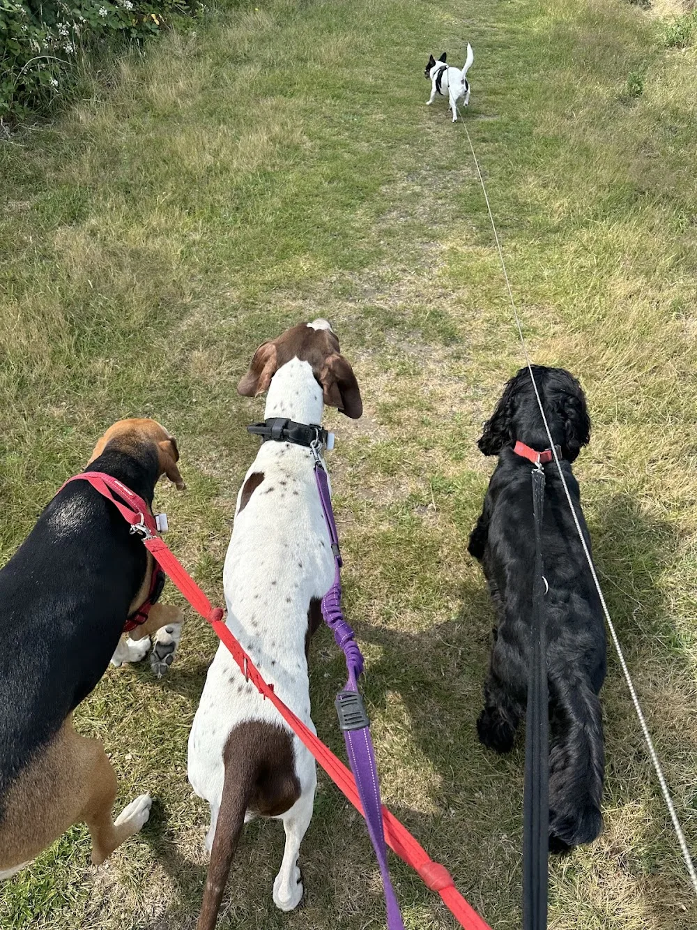Walkies, Talkies & Cuddles - Great Bromley pet otel