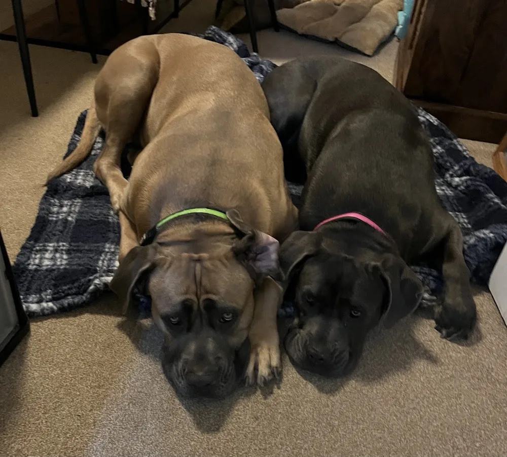 Walkies, Talkies & Cuddles - Great Bromley pet otel görseli 3