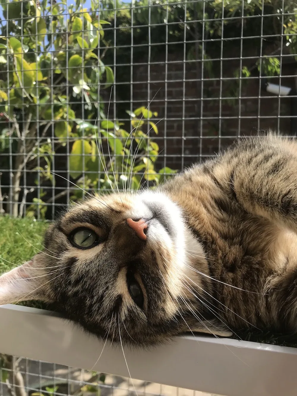 The Furs Cattery - Great Yarmouth pet otel görseli 3