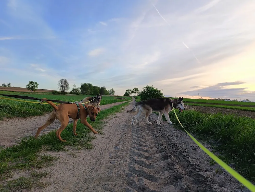 Hotel dla psów Psijaciele - Greater Poland pet otel