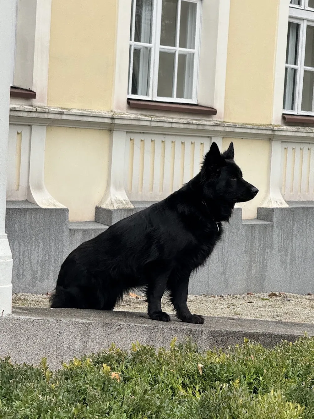 Hotel dla psów PSITULANIEC Witaszyce - Greater Poland pet otel