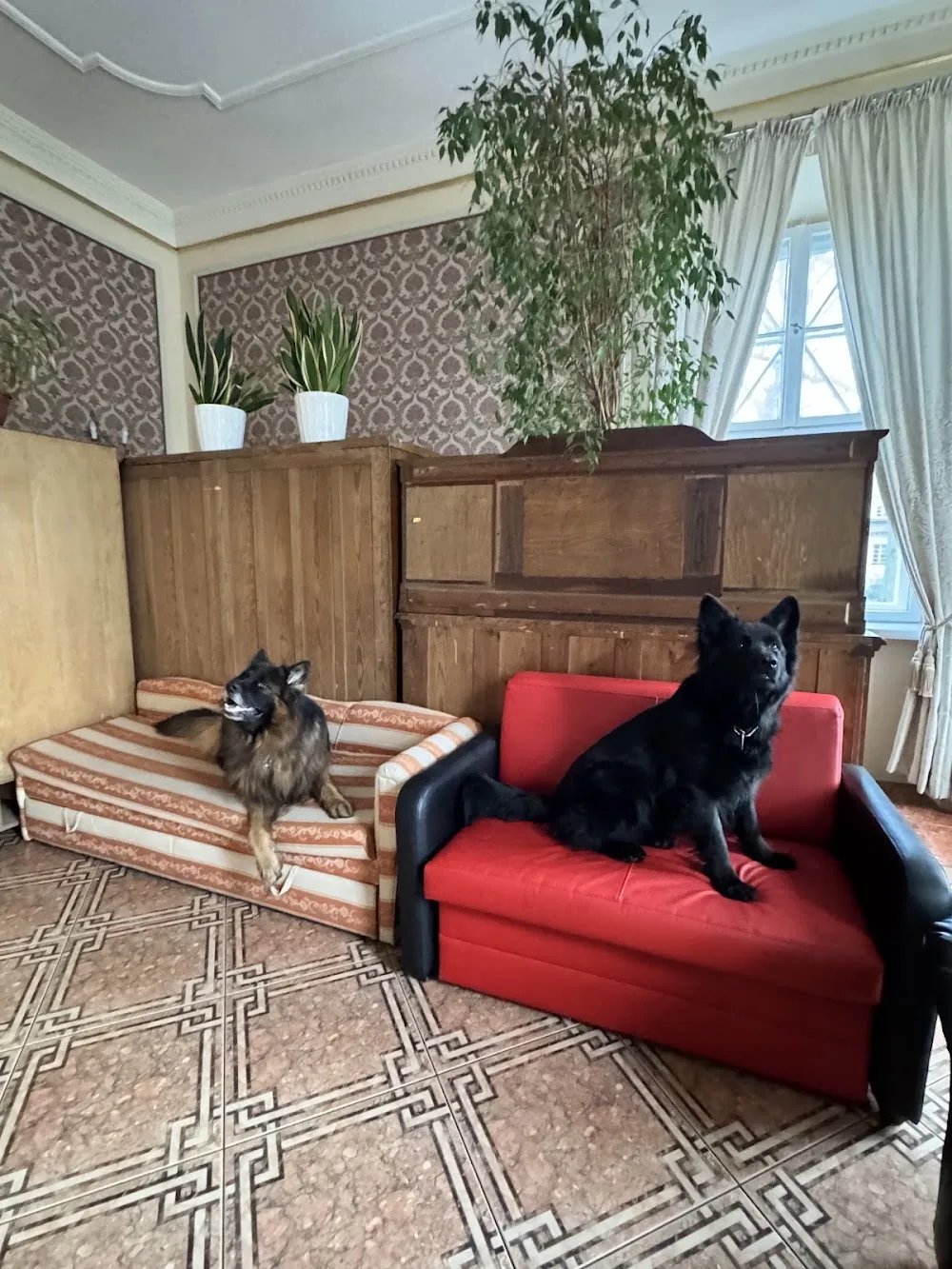 Hotel dla psów PSITULANIEC Witaszyce - Greater Poland pet otel görseli 3