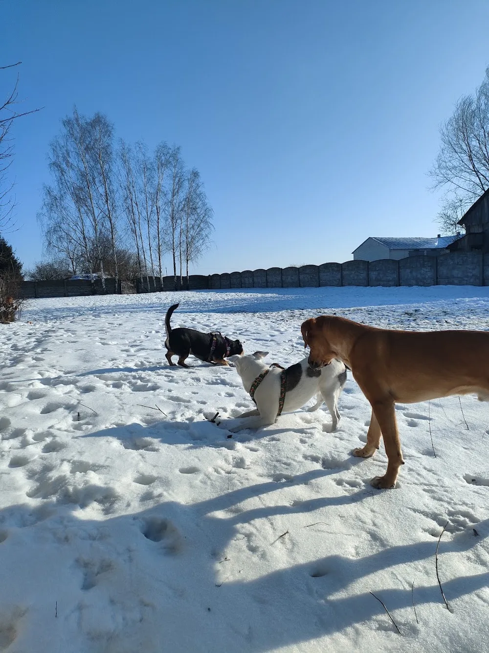 Psiotel u Adopciaków Hotel dla Zwierząt - Greater Poland pet otel