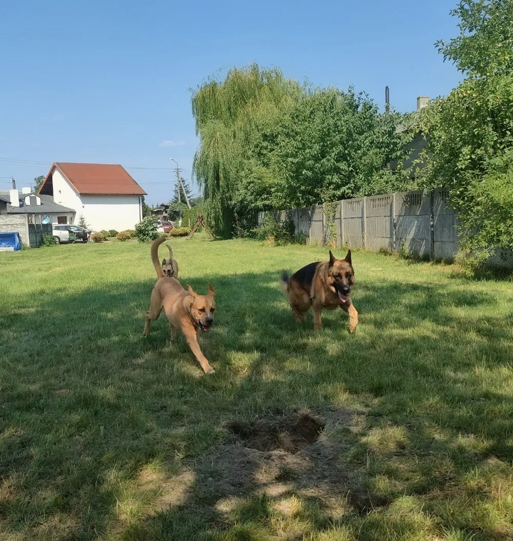 Psiotel u Adopciaków Hotel dla Zwierząt - Greater Poland pet otel görseli 7