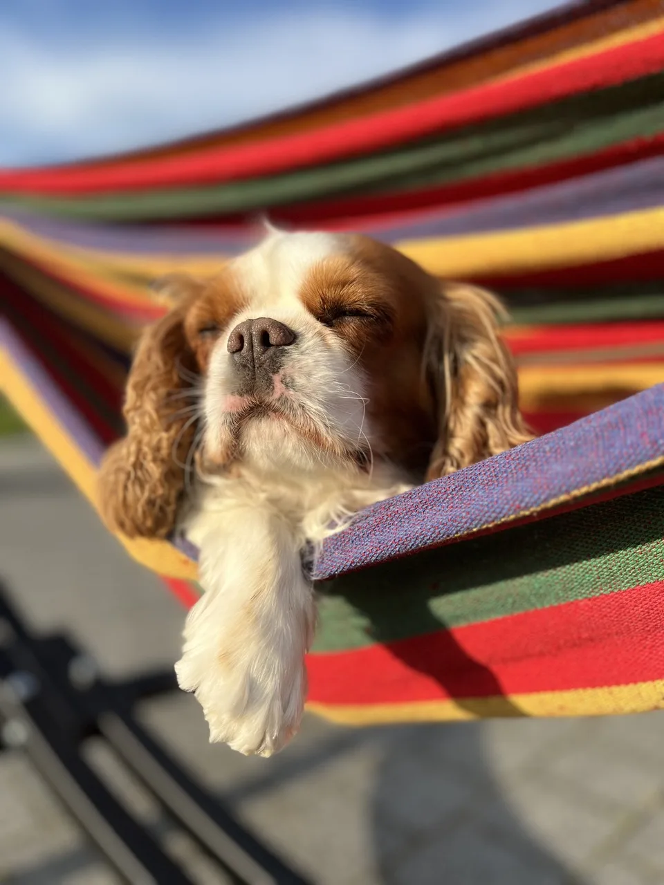 Tak czy Psiak - Hotel dla zwierząt | Behawiorysta | Groomer - Greater Poland pet otel
