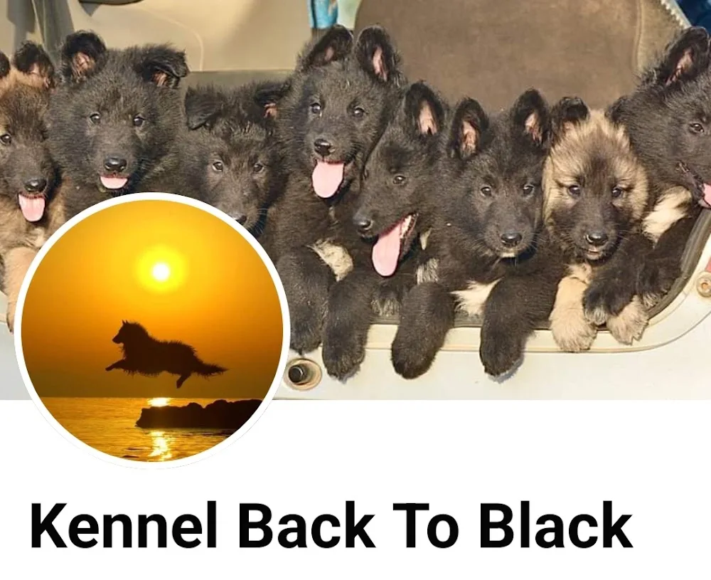 Kennel Back To Black - Greece pet otel görseli 2