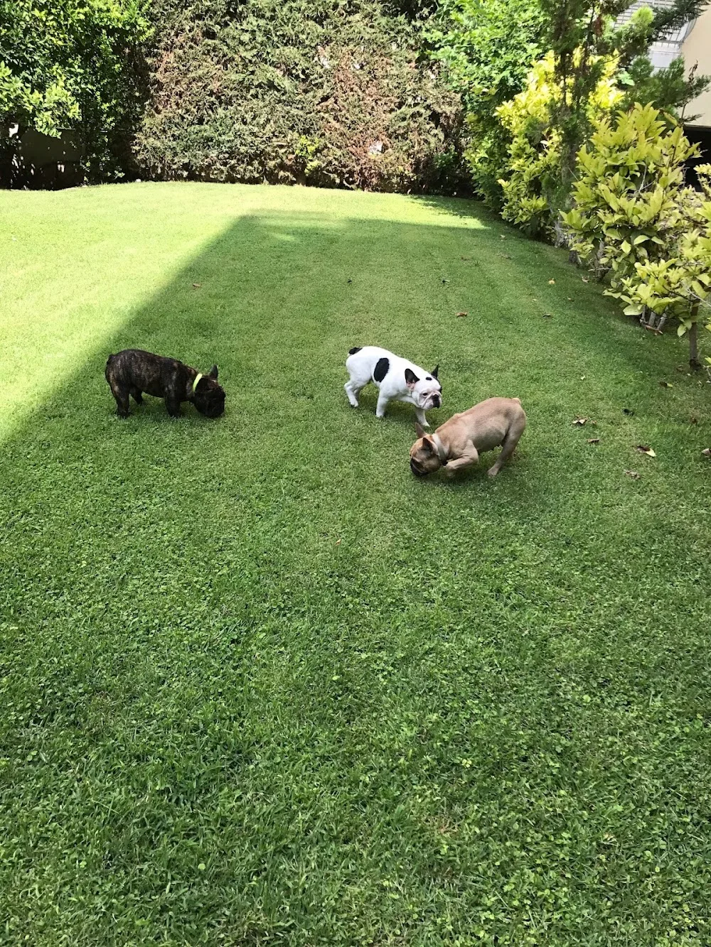 VP DEL SOL FRENCH BULLDOG & POMERANIAN BREEDING KENNEL - Greece pet otel görseli 3