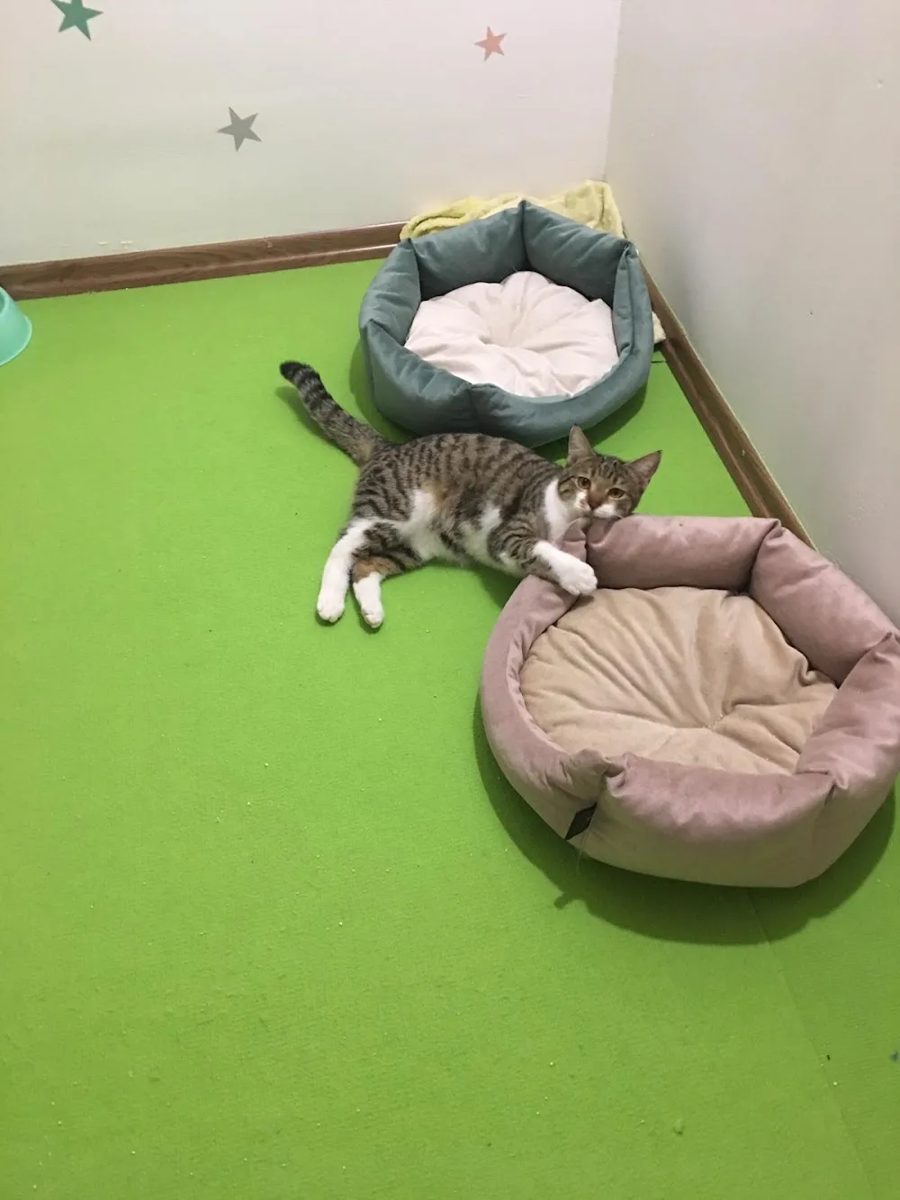 Green Cathouse Kedi Oteli - Ankara pet otel görseli 6
