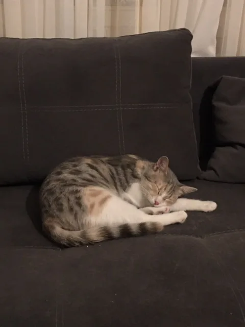 Green Cathouse Kedi Oteli - Ankara pet otel görseli 11