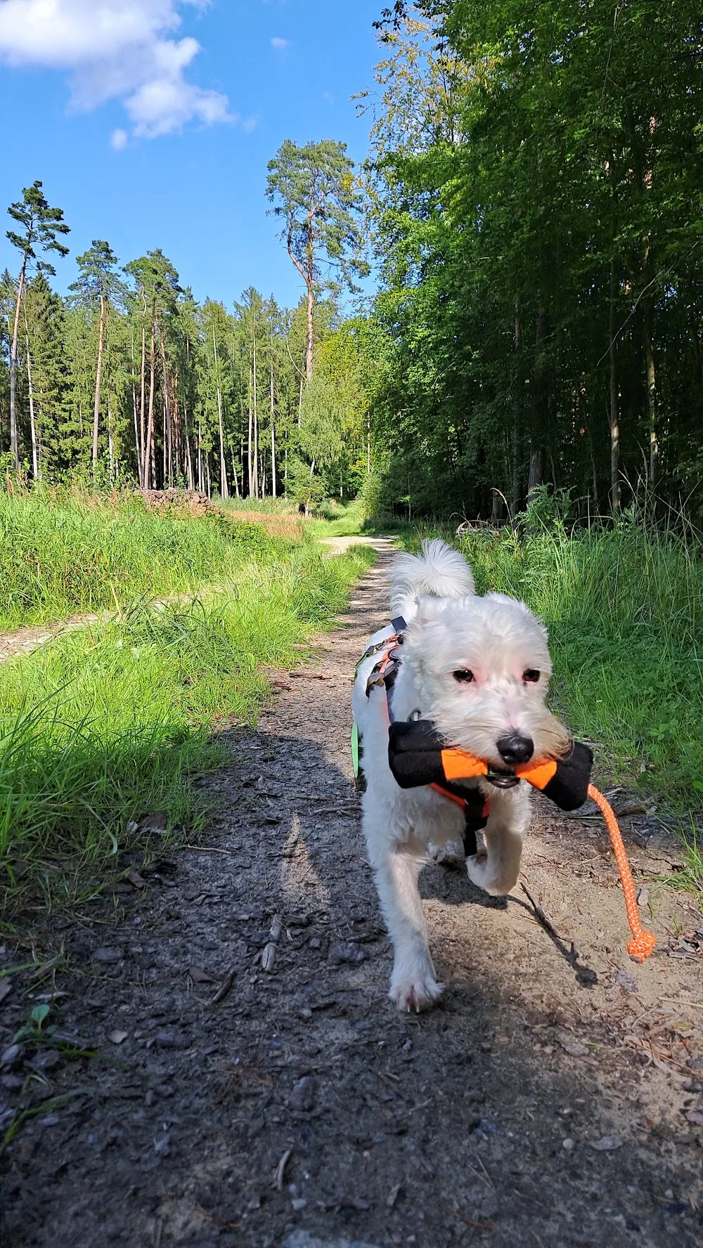 Tierferienhof Eichenhag | Hundeschule & Hundepension - Greifswald pet otel görseli 3