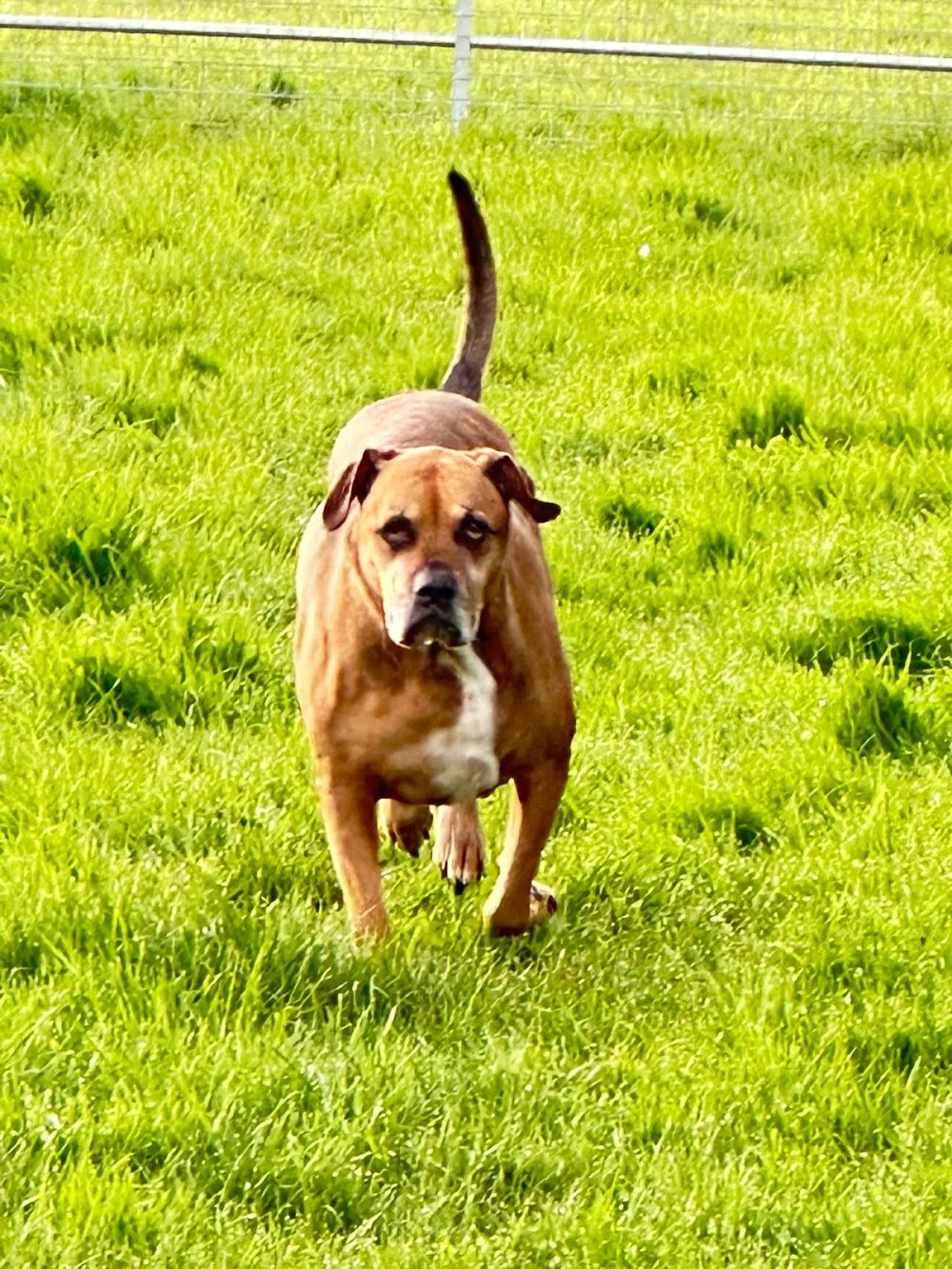 Biergate Kennels - Grimsby pet otel görseli 2