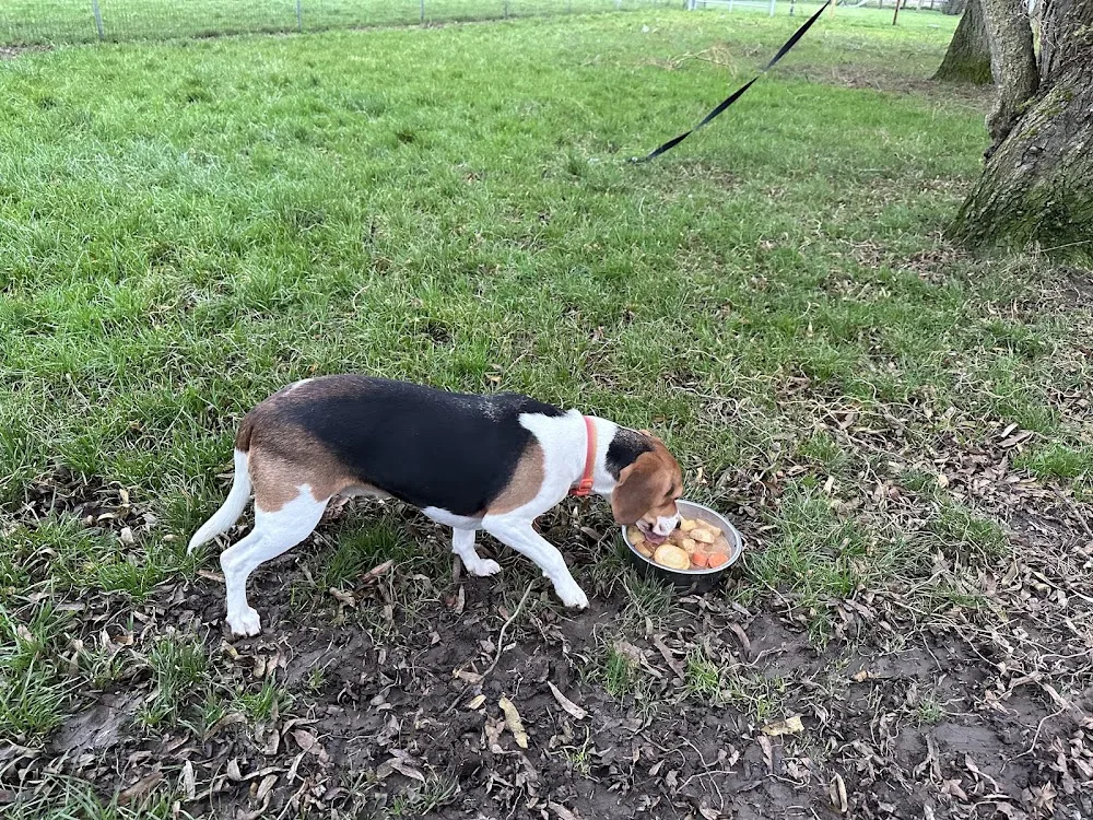 Biergate Kennels - Grimsby pet otel görseli 3