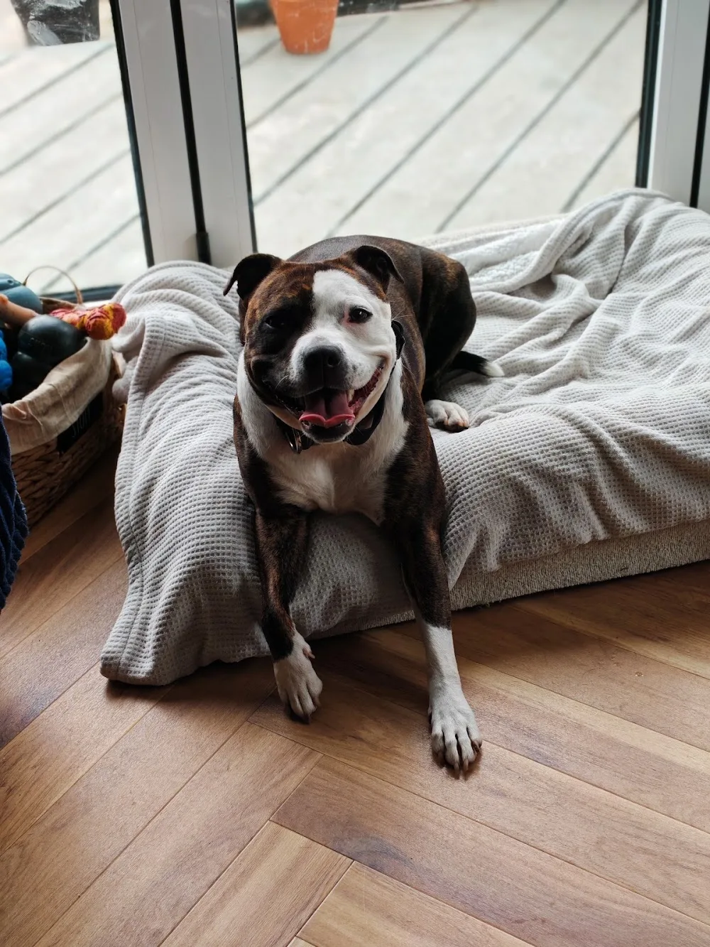 Big Dog Boarding - Grimsby pet otel