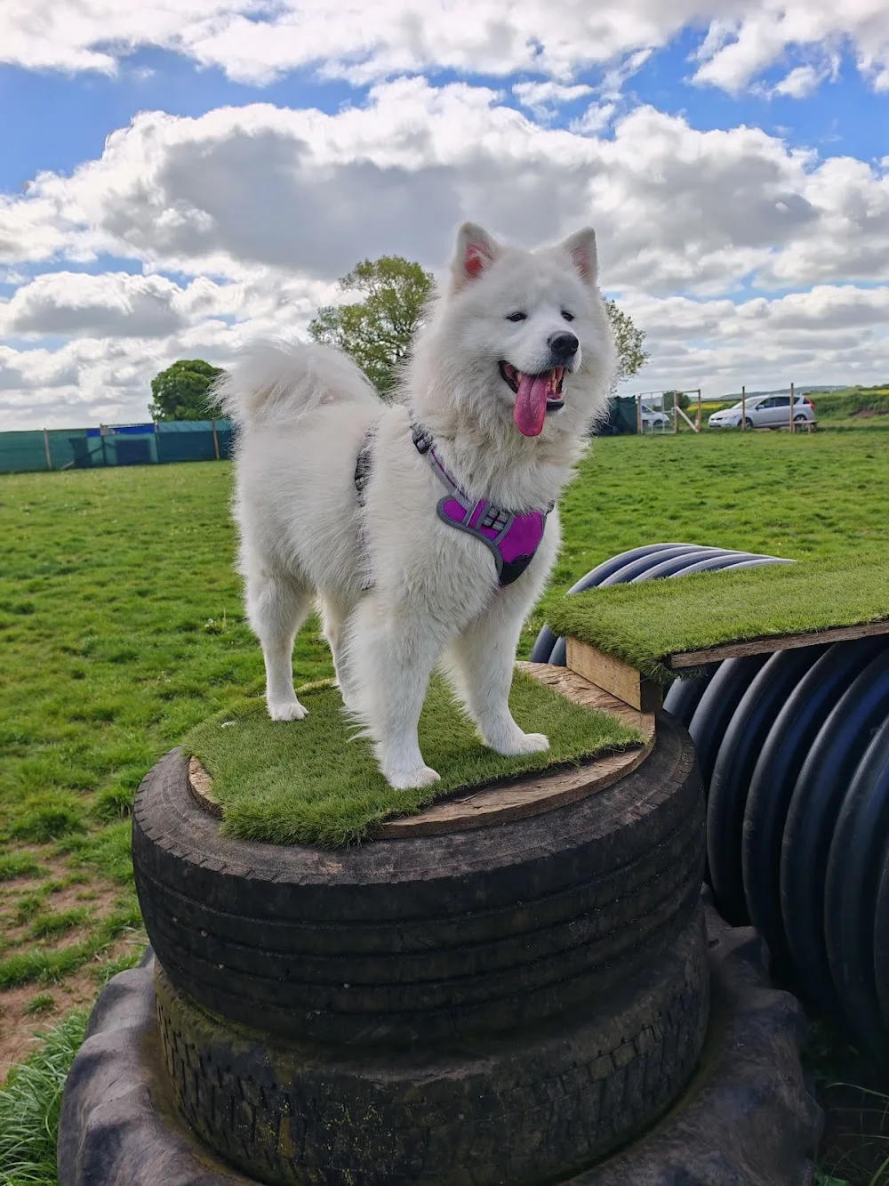 Big Dog Boarding - Grimsby pet otel görseli 3