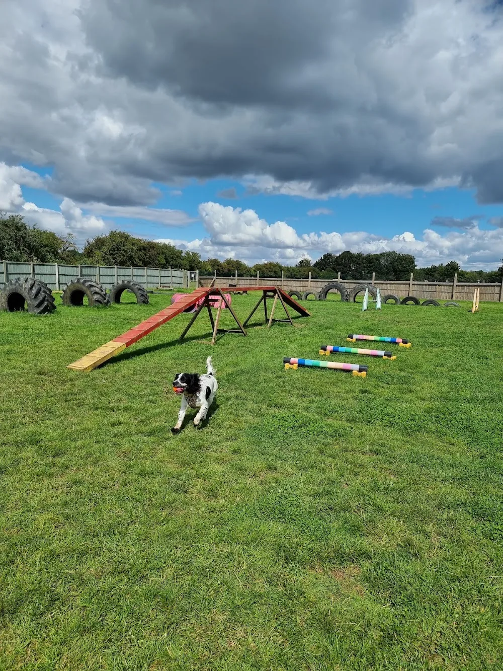 In the Dog House Dog Park - Grimsby pet otel görseli 4