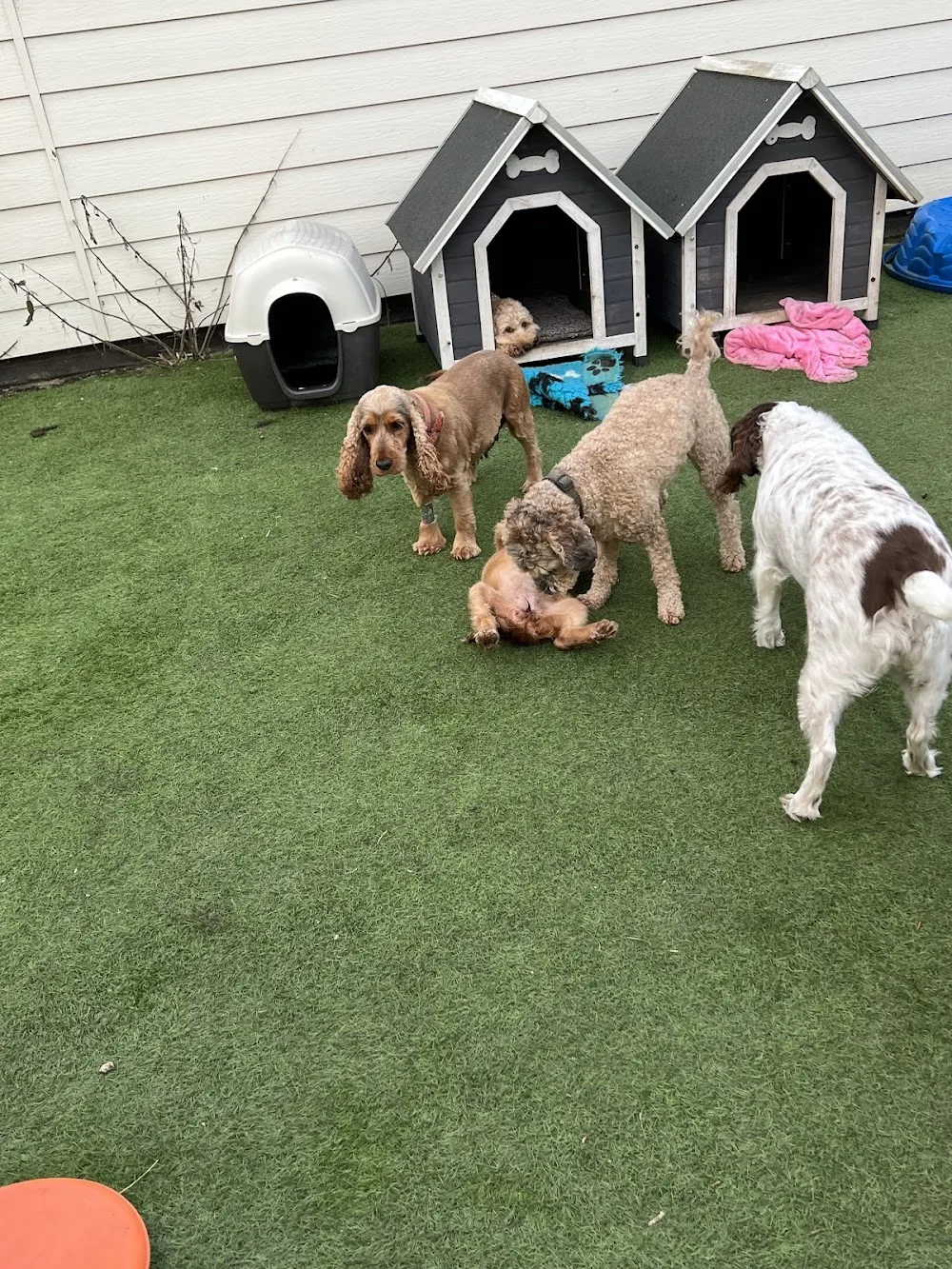 In The Dog House - Grimsby pet otel