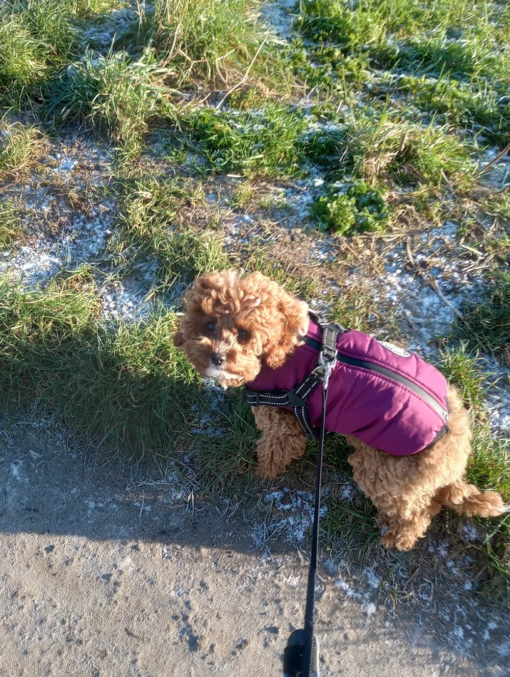 Lou's Dog Boarding - Grimsby pet otel görseli 3