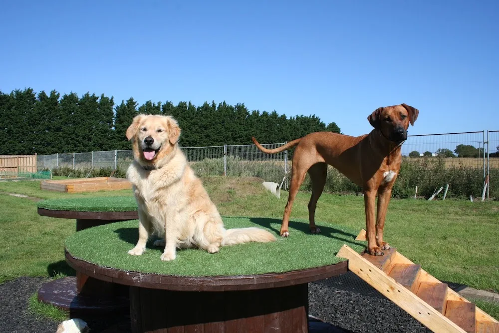 Mind Your Paws - Kennels & Cattery - Grimsby pet otel görseli 3