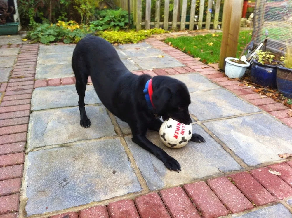 Paws 4 a day, home boarding and day care for dogs - Grimsby pet otel