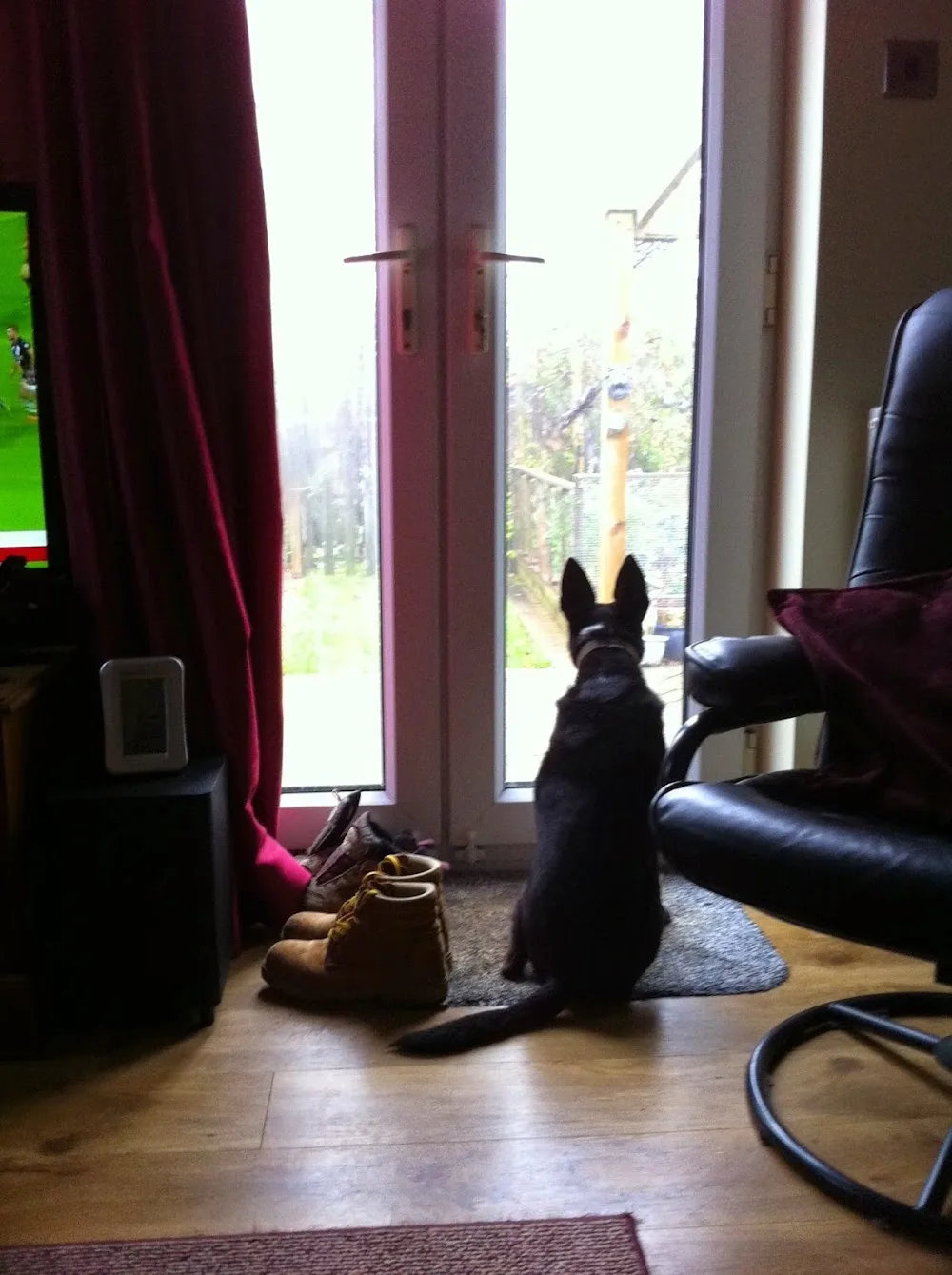 Paws 4 a day, home boarding and day care for dogs - Grimsby pet otel görseli 3