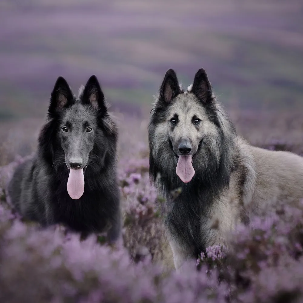 The Nook Boarding Kennel - Grimsby pet otel görseli 5