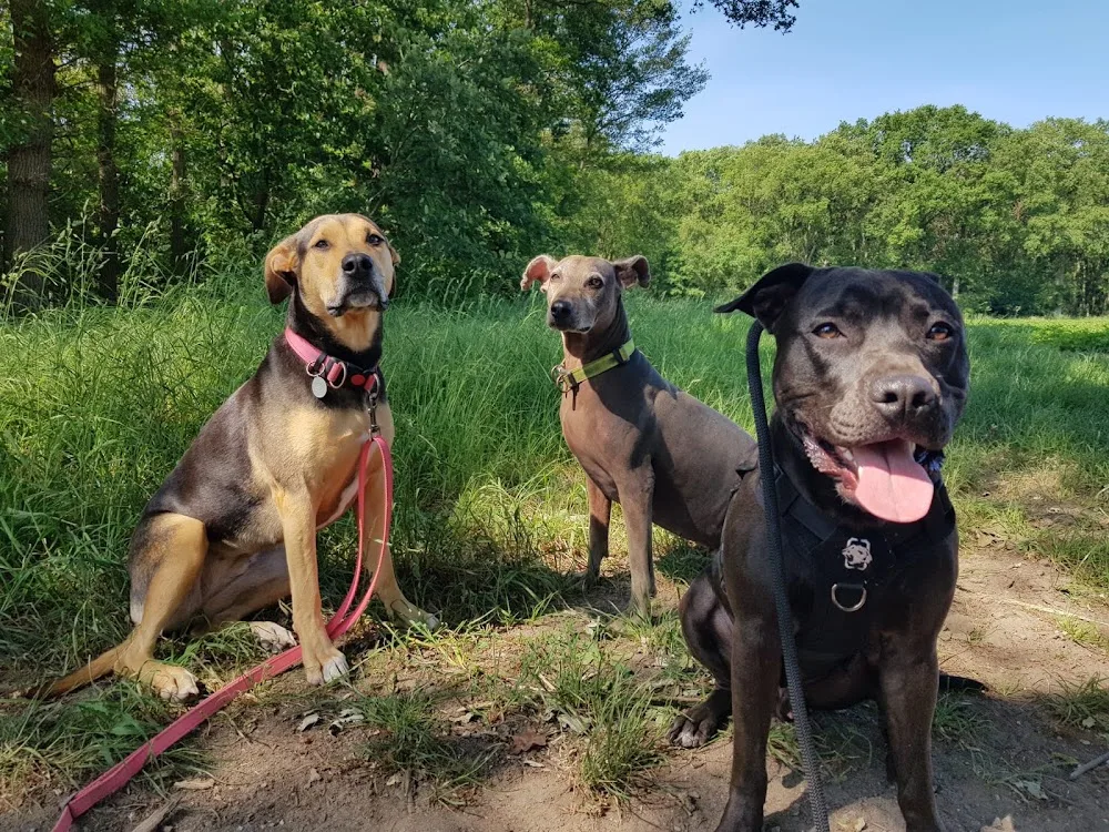Hannah's Hunde Hotel - Gronau (Leine) pet otel görseli 7