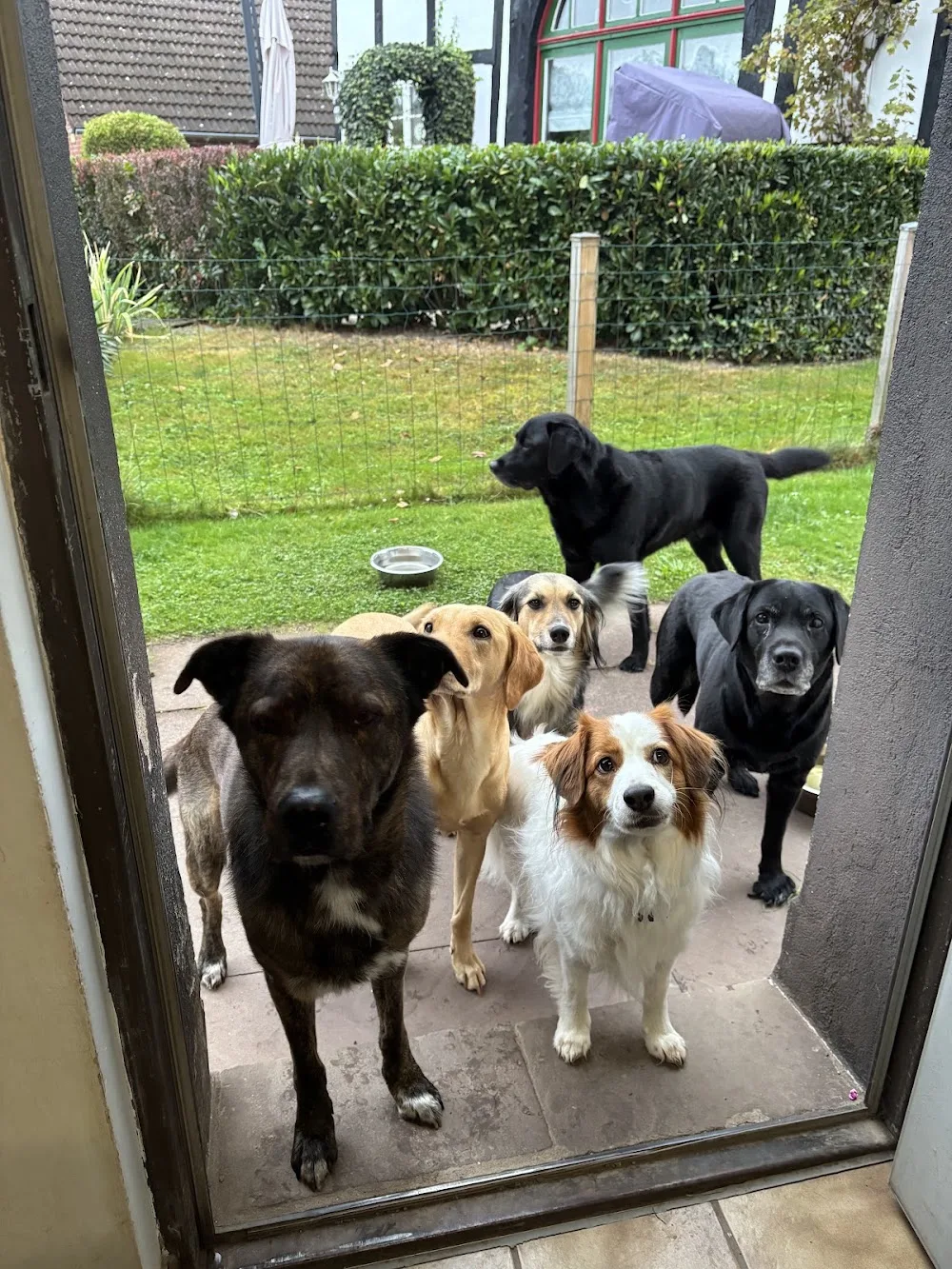 Hunde Freude - Mobile Hundeschule - Ausbildung tiergestützter Pädagogik- & Therapiebegleithundeteams - familiäres Hundehotel - Gronau (Leine) pet otel