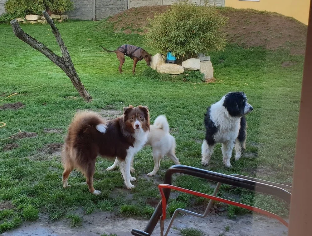 HundeHaus Hemmingen - Gronau (Leine) pet otel