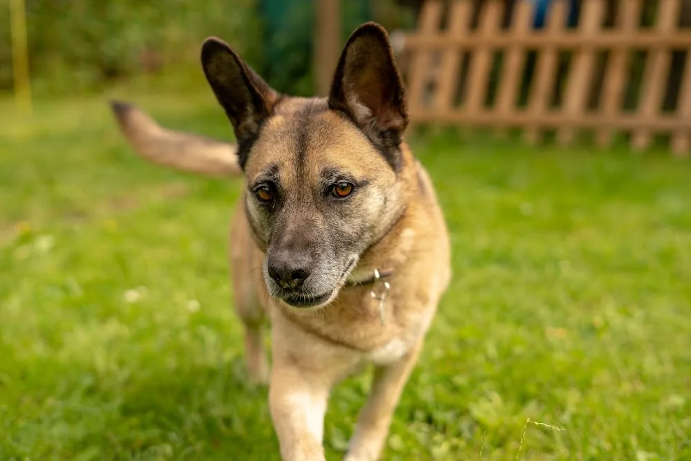Hundepension Christiane Herkt - Gronau (Leine) pet otel görseli 2