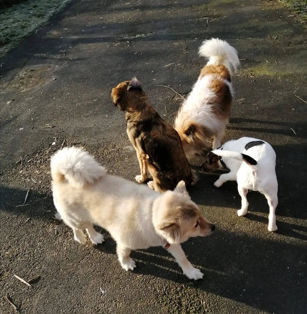 Hundepension Christiane Herkt - Gronau (Leine) pet otel görseli 3