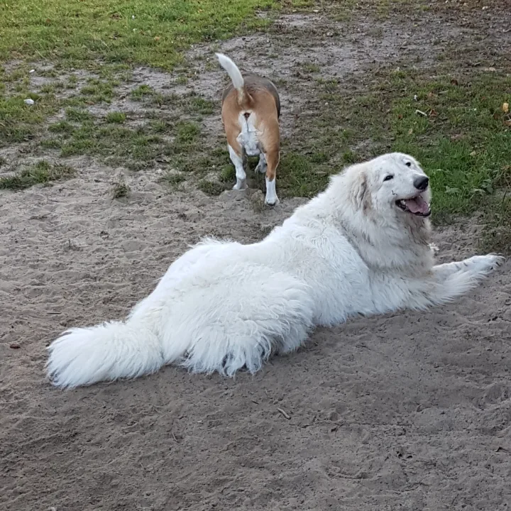 Hundepension Schmidt - Gronau (Leine) pet otel görseli 7
