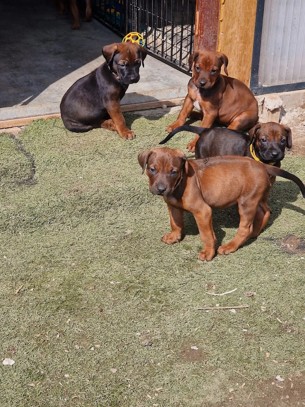 Hundeprofi Moringen - Gronau (Leine) pet otel görseli 3