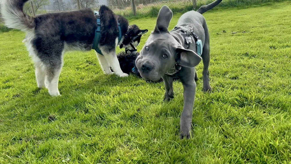 Hundeschule + Hundepension Birgit Albrecht - Gronau (Leine) pet otel